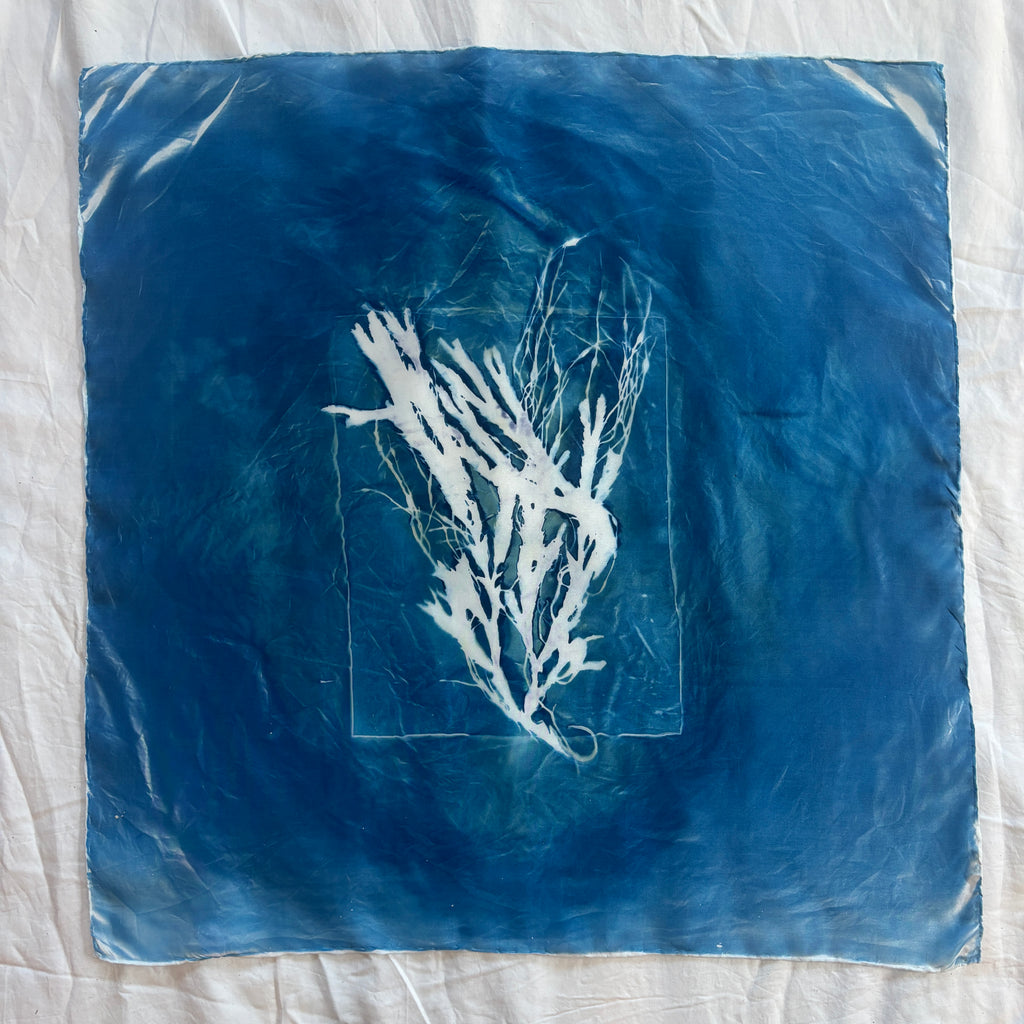 Rockweed