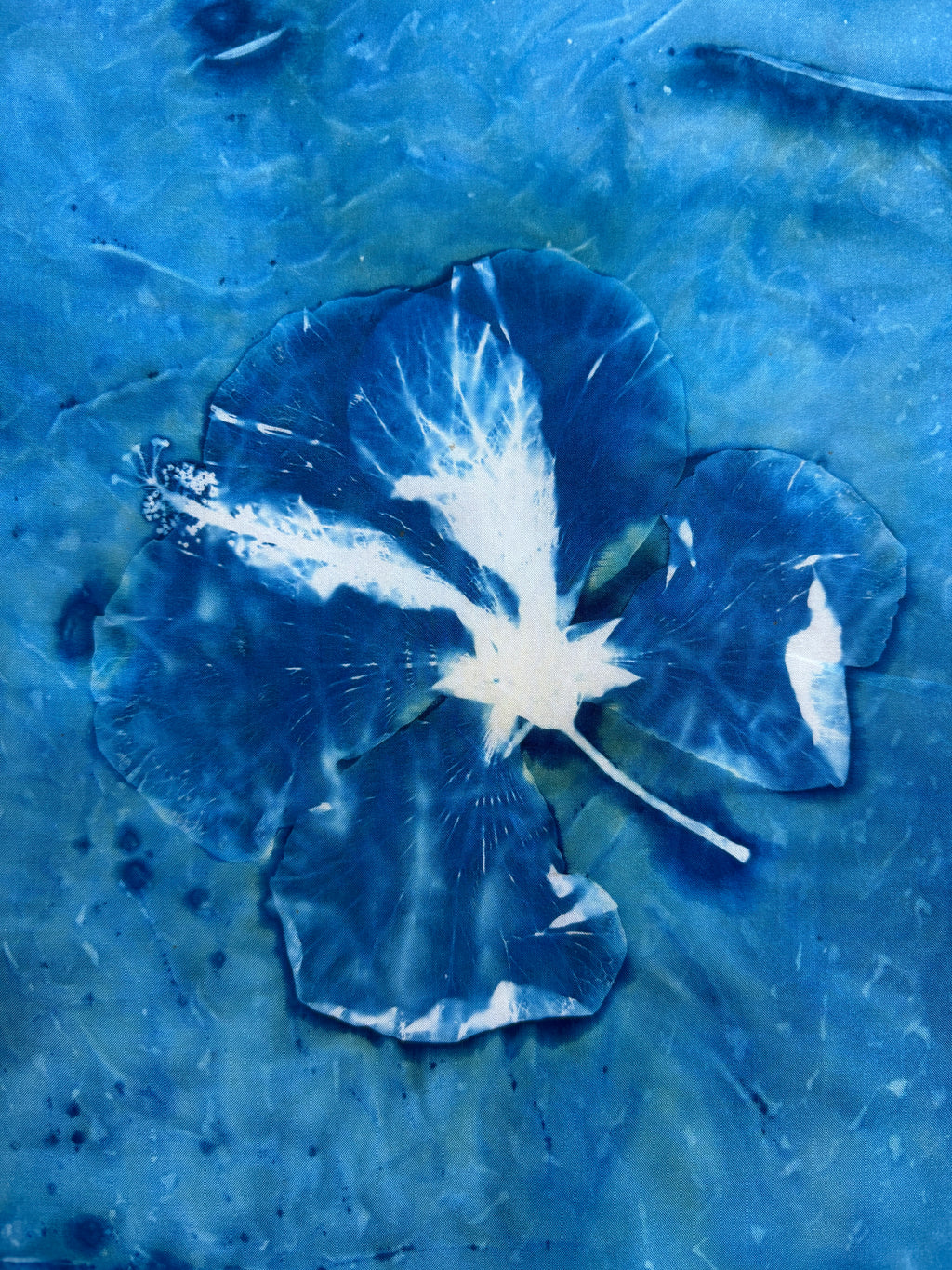 Hibiscus #2