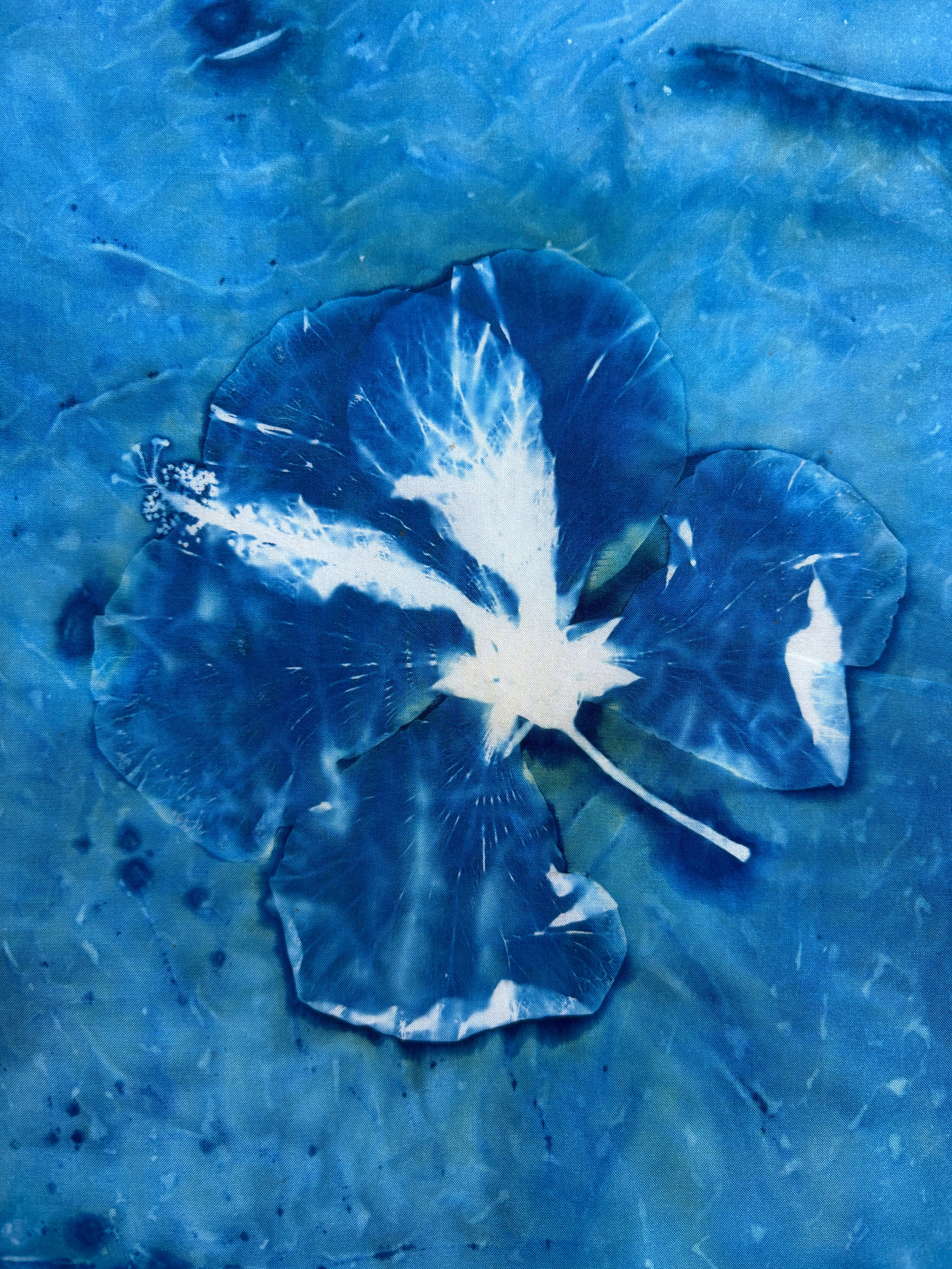 Hibiscus #2