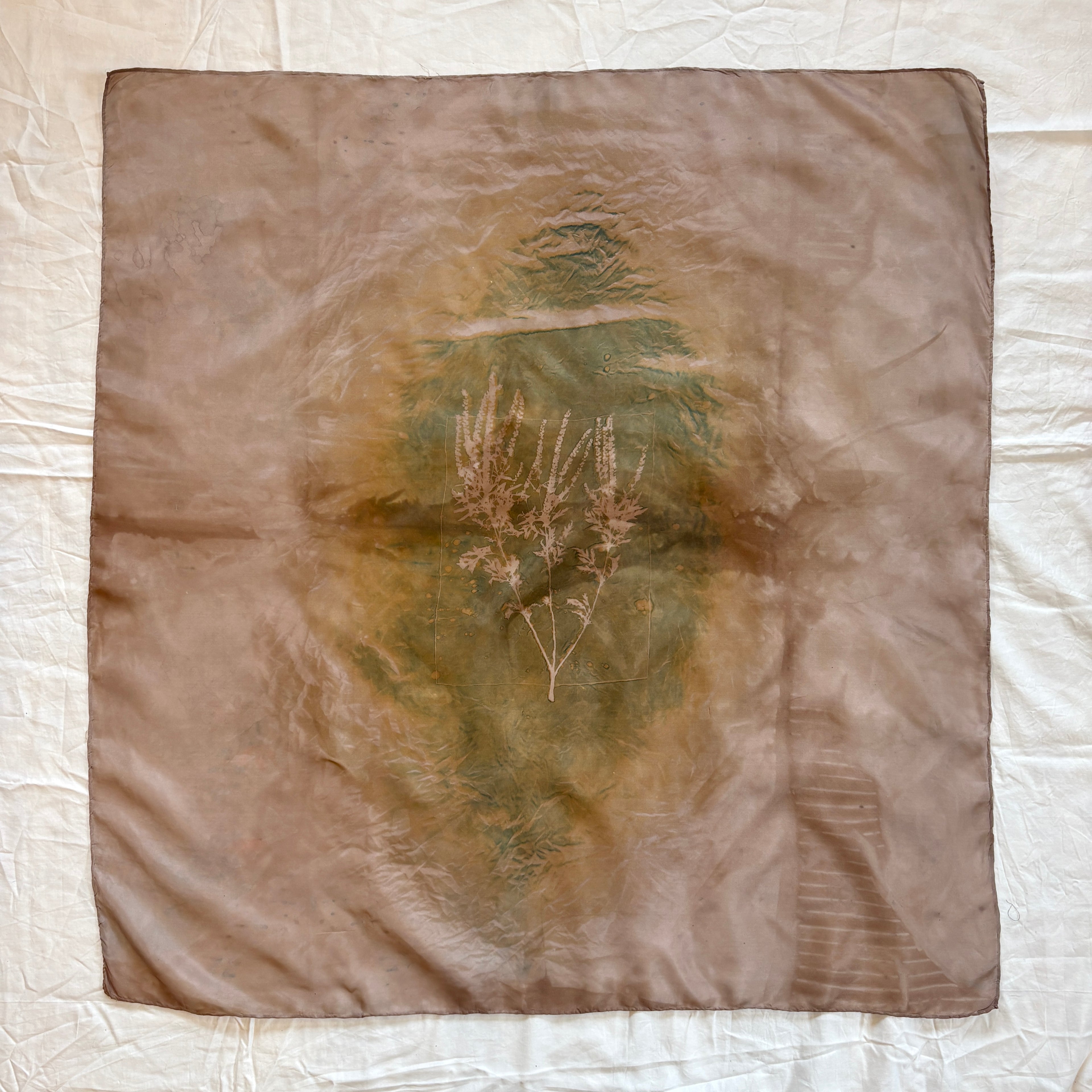 Ambrosia Artemisiifolia