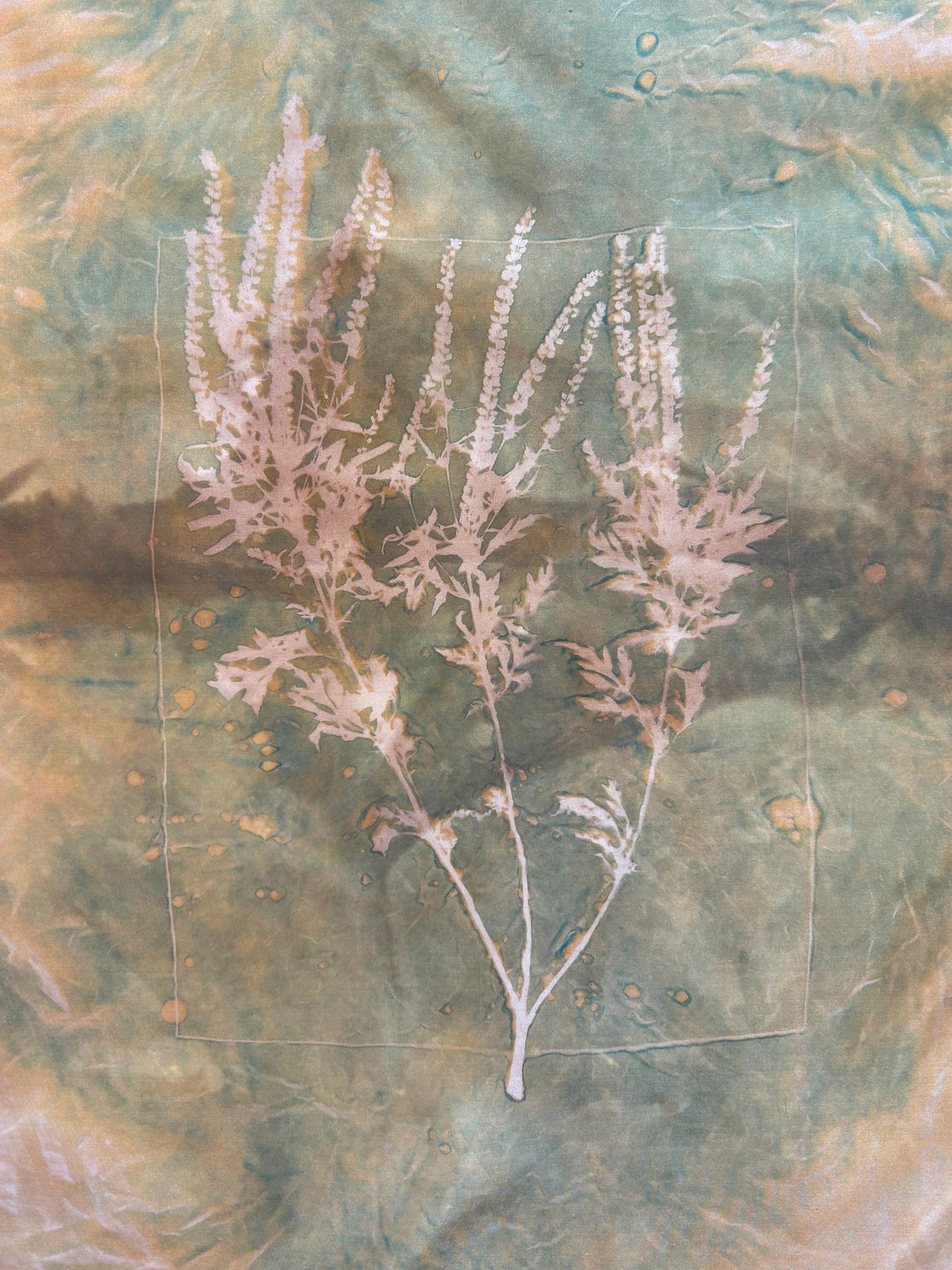 Ambrosia Artemisiifolia